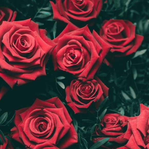 Meet your Posher, Sara - Picture 14 of 16